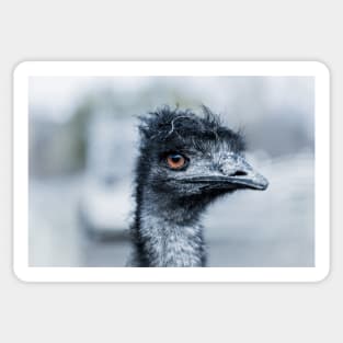 Portrait of a Pet Emu Sticker